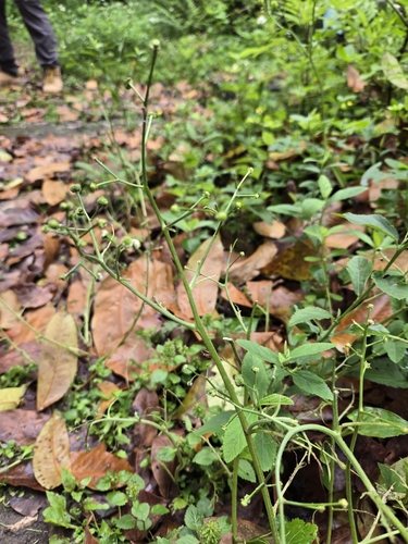 Image of Dichrocephala integrifolia by (c) jimmy, some rights reserved (CC BY)