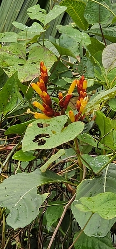Image of Sanchezia parvibracteata by (c) froggymum, some rights reserved (CC BY)