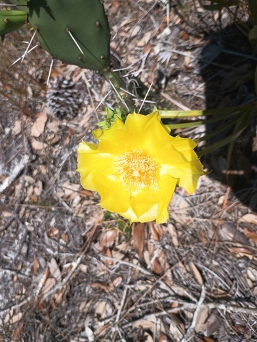 Image of Opuntia austrina by no rights reserved
