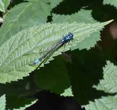 Zoniagrion exclamationis