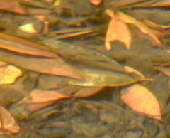 Micropterus salmoides
