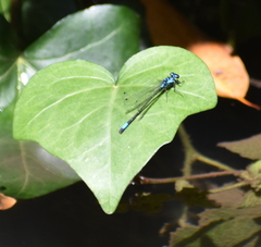 Zoniagrion exclamationis