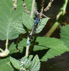 Zoniagrion exclamationis
