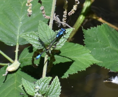 Zoniagrion exclamationis
