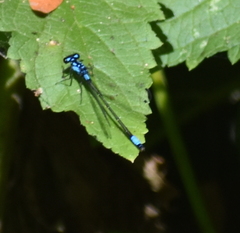 Zoniagrion exclamationis