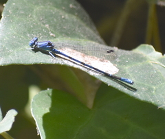 Argia vivida