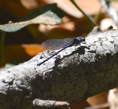 Argia vivida
