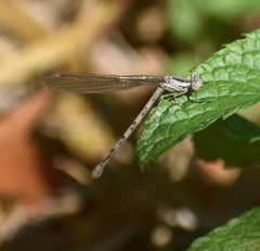 Argia vivida