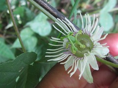 Passiflora bryonioides