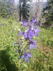 Delphinium barbeyi