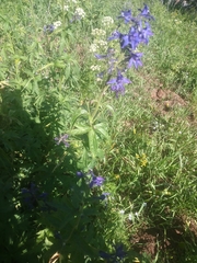 Delphinium barbeyi