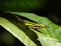 Philaethria diatonica