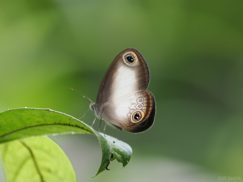 Acrophtalmia leuce