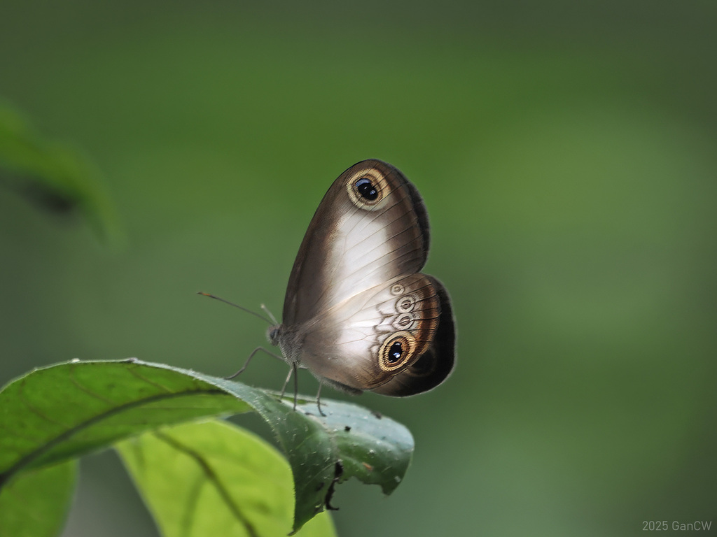 Acrophtalmia artemis (Acrophtalmia artemis)
