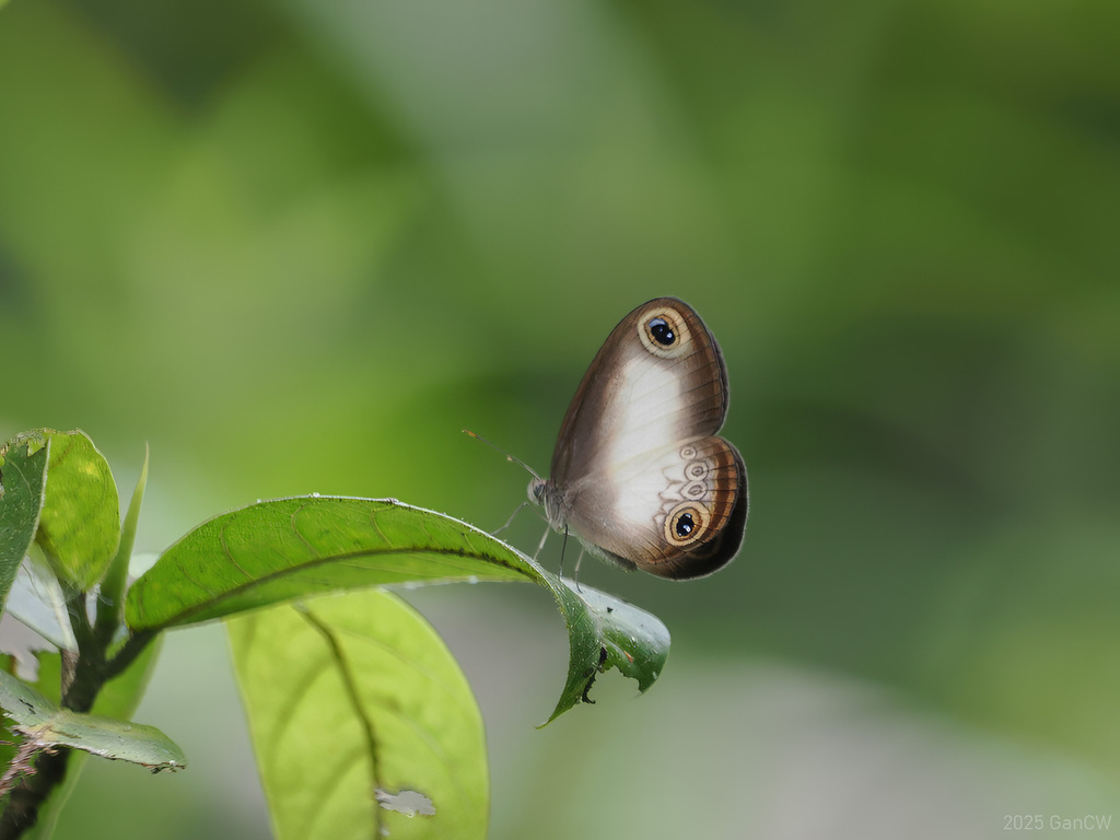 Acrophtalmia artemis (Acrophtalmia artemis)