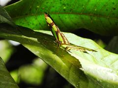 Philaethria diatonica