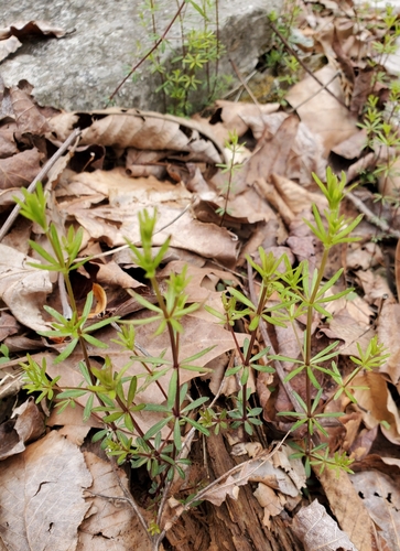 Image of Galium concinnum by no rights reserved