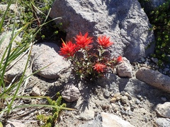 Castilleja rupicola