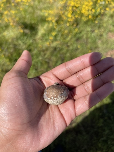 iNaturalist observation photo of True Puffballs