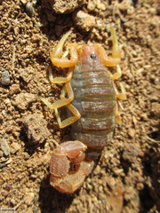 Parabuthus capensis