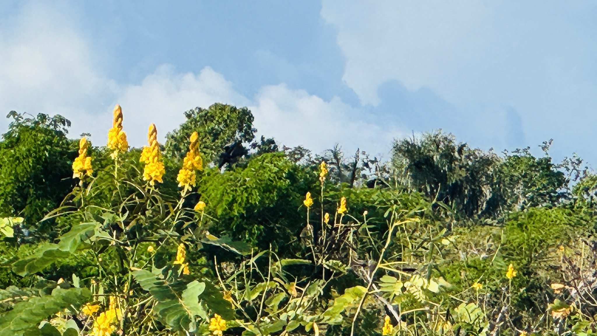 Senna reticulata