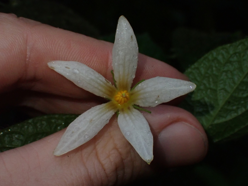 Lycianthes acutifolia; photograph (c) Nolan Exe, some rights reserved (CC BY)