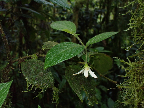 Lycianthes acutifolia, photograph 5