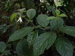 Lycianthes acutifolia, photograph (c) Nolan Exe, some rights reserved (CC BY)