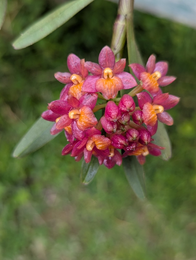 Epidendrum restrepoanum