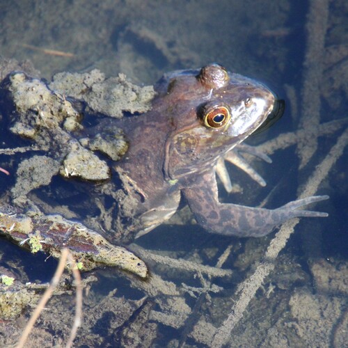 iNaturalist observation photo of American Bullfrog