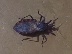 Panstrongylus rufotuberculatus