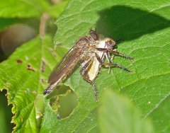 Machimus lecythus