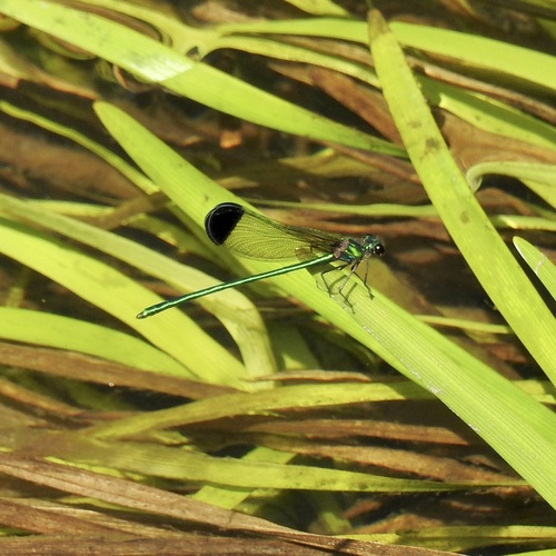 Sparkling Jewelwing photo 3