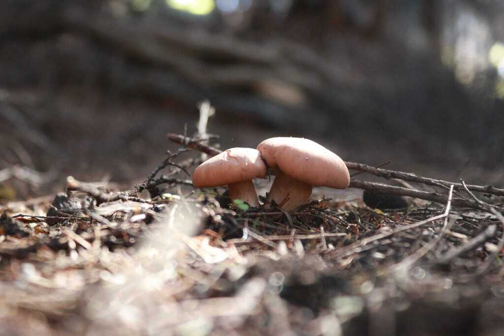 Rhodocybe piperita · April 2025 · photo: © armillariabianca (iNaturalist, cc0)