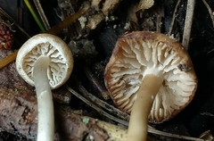 Pseudolaccaria