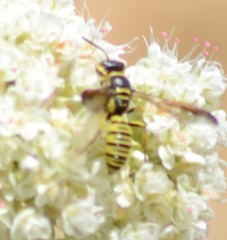 Eucerceris provancheri