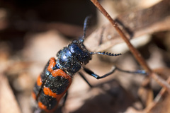 Crabronites equestris