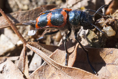 Crabronites equestris