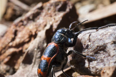 Crabronites equestris