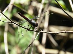Libellula herculea