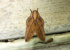Syssphinx bisecta
