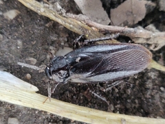 Ischnoptera