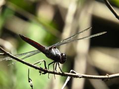 Libellula herculea