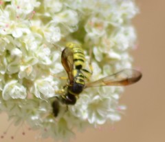 Eucerceris provancheri