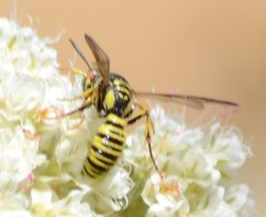 Eucerceris provancheri