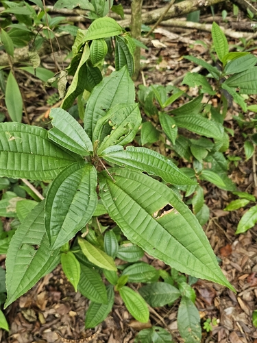 Image of Miconia prasina by (c) ritirene, some rights reserved (CC BY)