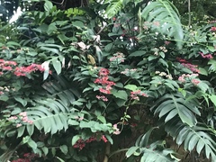 Clerodendrum trichotomum