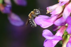 Hoplitis beijingensis