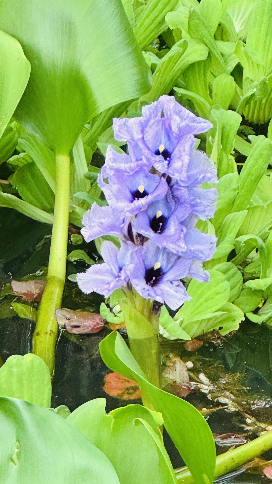 Pontederia azurea
