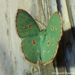 Comostola meritaria